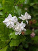 White Mogra | Arabian Jasmine Aromatic Flower 1 Plant - Best Selling