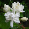 White Mogra | Arabian Jasmine Aromatic Flower 1 Plant - Best Selling