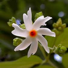 Parijat Flower Plant / Harshringar / Night Jasmine (Shiuli) – 1 Healthy Live Coral Jasmine Plant in Grow Bag - Best Selling