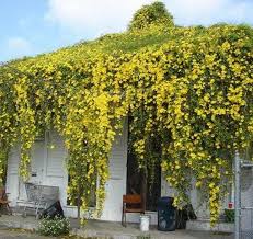 Cat's Claw Creeper Plant | Fast-Growing Yellow Flowering Climber for Outdoor Walls & Fences | Macfadyena unguis-cati - Best Selling