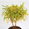 Patabahar Live Plants (Pack of 1) | Petra Croton | Indoor Decorative Plant with Golden Yellow Variegated Leaves | Natural Air Purifier | BUTON - Best Selling