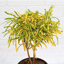 Patabahar Live Plants (Pack of 1) | Petra Croton | Indoor Decorative Plant with Golden Yellow Variegated Leaves | Natural Air Purifier | BUTON - Best Selling