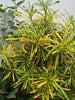 Patabahar Live Plants (Pack of 1) | Petra Croton | Indoor Decorative Plant with Golden Yellow Variegated Leaves | Natural Air Purifier | BUTON - Best Selling