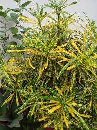 Patabahar Live Plants (Pack of 1) | Petra Croton | Indoor Decorative Plant with Golden Yellow Variegated Leaves | Natural Air Purifier | BUTON - Best Selling
