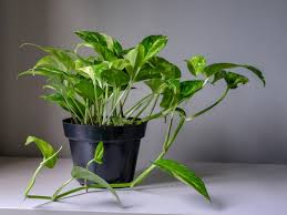 Money Plant Live (Pack of 1) | Indoor Air Purifier Plant for Home Decoration | Big Indoor Plant for Living Room - Best Selling
