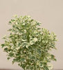 Aralia Miniature White Variegated – Healthy Live Indoor Plant with White Pot | Air Purifying Plant for Home & Office Décor - Best Selling