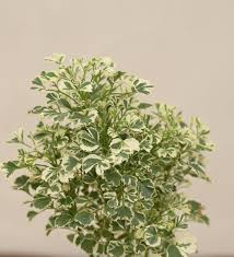Aralia Miniature White Variegated – Healthy Live Indoor Plant with White Pot | Air Purifying Plant for Home & Office Décor - Best Selling