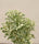 Aralia Miniature White Variegated – Healthy Live Indoor Plant with White Pot | Air Purifying Plant for Home & Office Décor - Best Selling