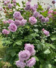 Exotic Hybrid Climbing Rose Flower Seeds – Pack of 20  - Novalis - Rose Seeds