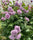 Exotic Hybrid Climbing Rose Flower Seeds – Pack of 20  - Novalis - Rose Seeds