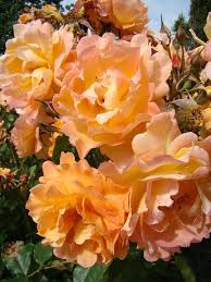 Exotic Hybrid Climbing Rose Flower Seeds – Pack of 20  -sunset - Rose Seeds