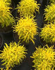 Rare Golden Ball Aralia Live Plant | Healthy Decorative Indoor & Outdoor Plant - Best Selling