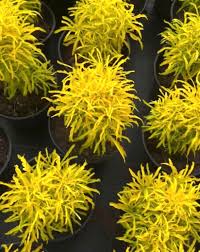 Rare Golden Ball Aralia Live Plant | Healthy Decorative Indoor & Outdoor Plant - Best Selling
