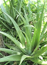 Aloe Vera Live Plant | Aloe Barbadensis | Special Variety Succulent Plant - Best Selling