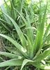 Aloe Vera Live Plant | Aloe Barbadensis | Special Variety Succulent Plant - Best Selling