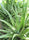 Aloe Vera Live Plant | Aloe Barbadensis | Special Variety Succulent Plant - Best Selling