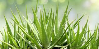 Aloe Vera Live Plant | Aloe Barbadensis | Special Variety Succulent Plant - Best Selling
