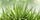 Aloe Vera Live Plant | Aloe Barbadensis | Special Variety Succulent Plant - Best Selling