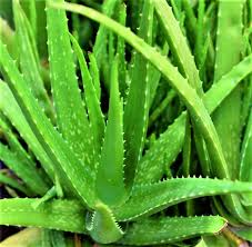 Aloe Vera Live Plant | Aloe Barbadensis | Special Variety Succulent Plant - Best Selling