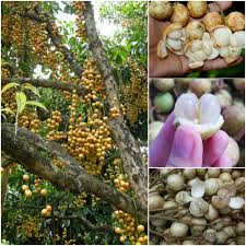 RAMBAI FRUIT  PLANT EXOTIC PLANTS