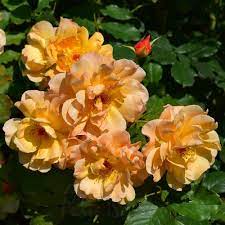 Exotic Hybrid Climbing Rose Flower Seeds – Pack of 20  -sunset - Rose Seeds