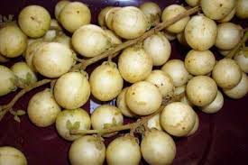 RAMBAI FRUIT  PLANT EXOTIC PLANTS