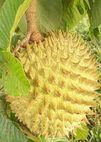 ROLLINIA FRUIT PLANT EXOTIC PLANTS