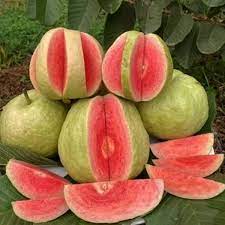 RED GUAVA FRUIT PLANT EXOTIC PLANTS