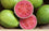 BRAZILIAN GUAVA FRUIT PLANT EXOTIC PLANTS