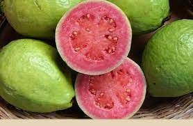 BRAZILIAN GUAVA FRUIT PLANT EXOTIC PLANTS