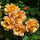 Exotic Hybrid Climbing Rose Flower Seeds – Pack of 20  -sunset - Rose Seeds