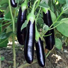 🍆 Brinjal (Black) F1 Hybrid Seeds – Pack of 50 - Vegetable Seeds