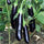 🍆 Brinjal (Black) F1 Hybrid Seeds – Pack of 50 - Vegetable Seeds