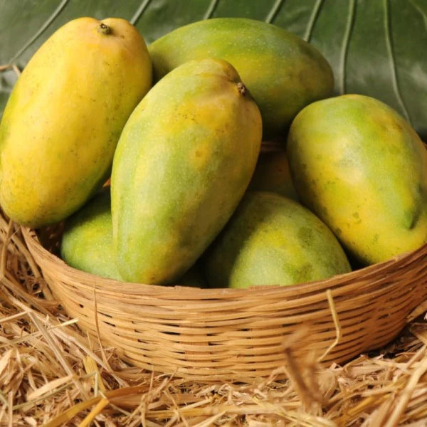 Mango Plant (Imam Pasand (Himayat) ) Live Mango 1 Plant (Mangifera indica) – Grafted Variety  -Fruit Plants