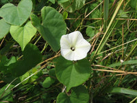 Ipomoea Obscura-Medicinal Plant