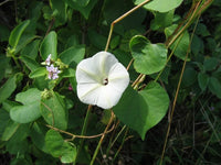 Ipomoea Obscura-Medicinal Plant