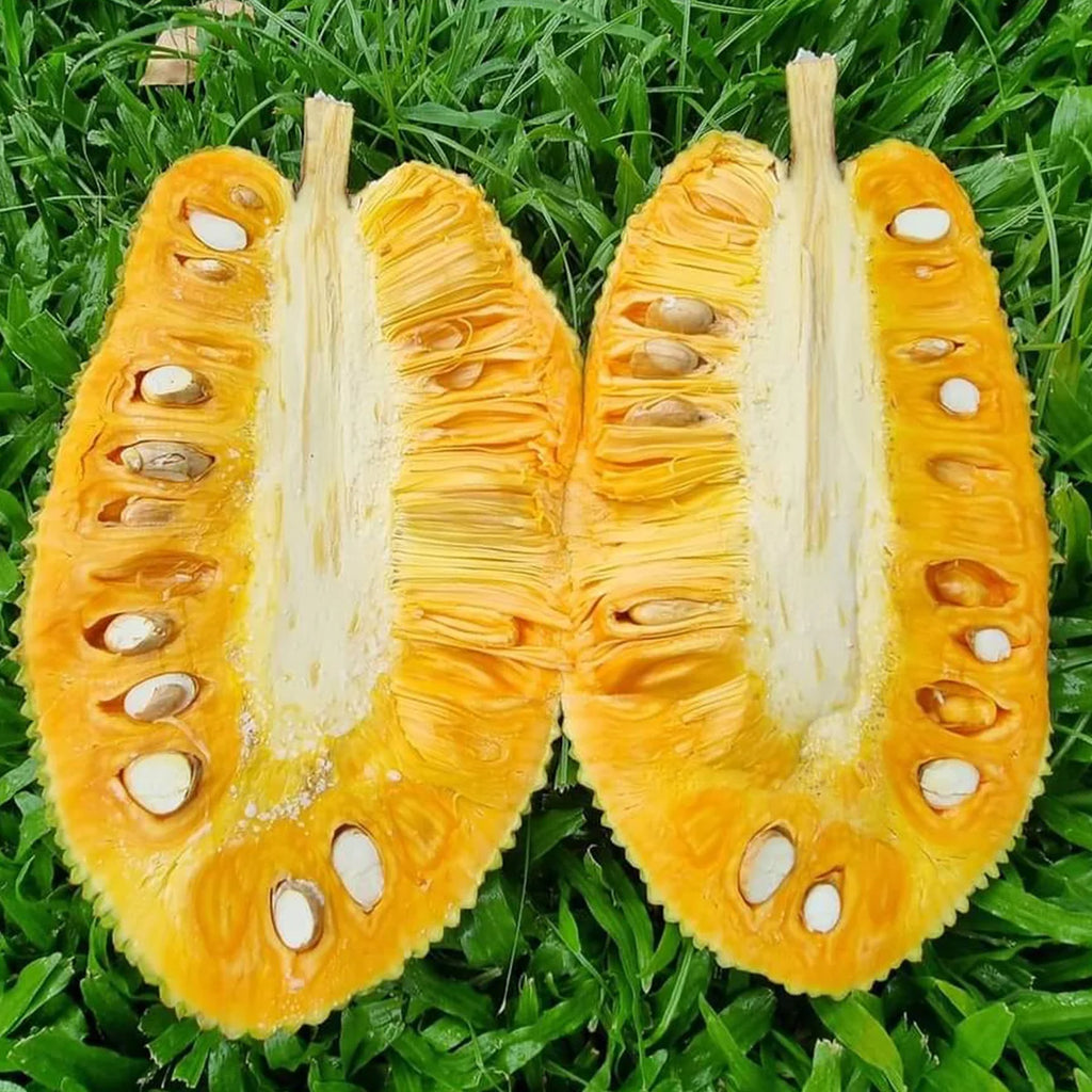 Live Malaysian J33 Jackfruit Plant – Grafted & Ready to Grow  -Fruit Plants