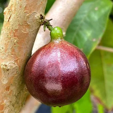 ESALQ Red Jaboticaba (Plinia Phitrantha Esalq) Regular price Fruit Plant