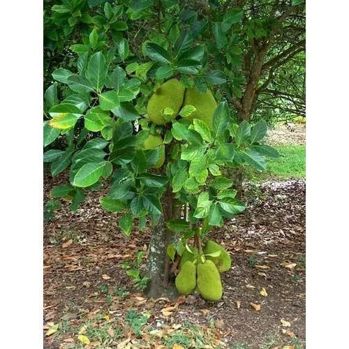 Thai AllTime Grafted Jackfruit Plant – Grafted & Ready to Grow  -Fruit Plants