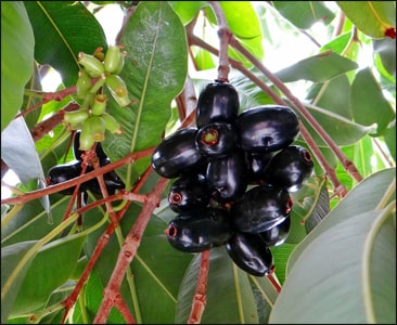 Jamun plant Java Plum-  Medicinal Plant Live Plants