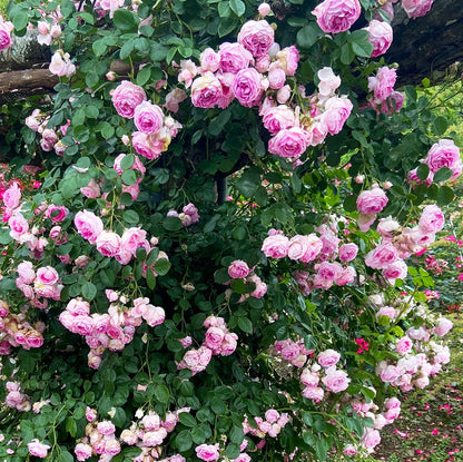 Exotic Hybrid Climbing Rose Flower Seeds – Pack of 20  - Kanyakumari - Rose Seeds
