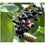 Jamun plant Java Plum-  Medicinal Plant Live Plants