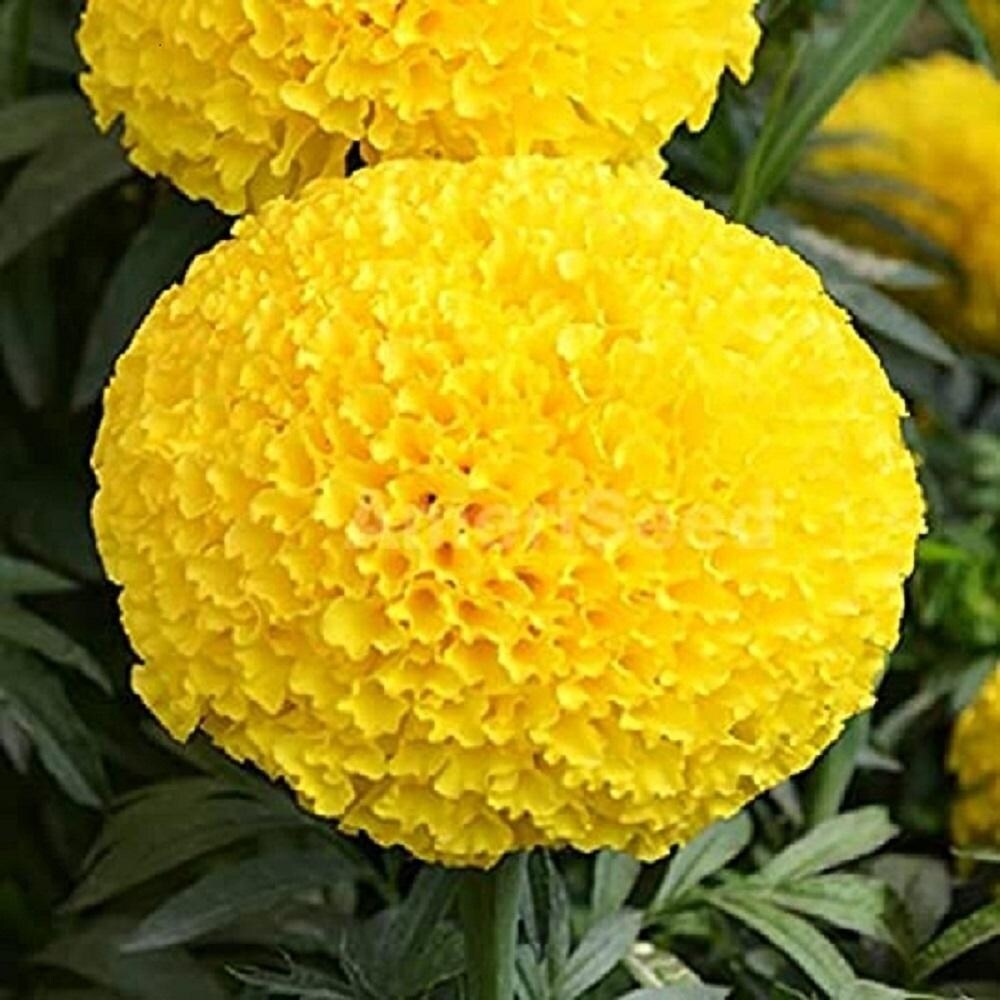 Hybrid Yellow Marigold Flower Seeds – Pack of 30- Flower Seeds