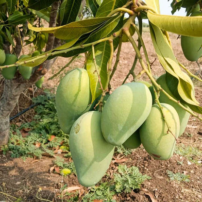 Mango Plant (Amrapali) ) Live Mango 1 Plant (Mangifera indica) – Grafted Variety  -Fruit Plants