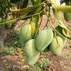 Mango Plant (Amrapali) ) Live Mango 1 Plant (Mangifera indica) – Grafted Variety  -Fruit Plants