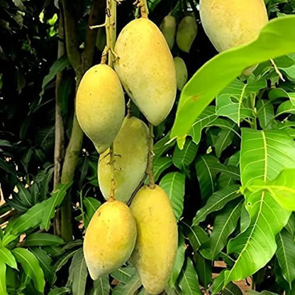 Mango Plant (Chausa)) ) Live Mango 1 Plant (Mangifera indica) – Grafted Variety  -Fruit Plants