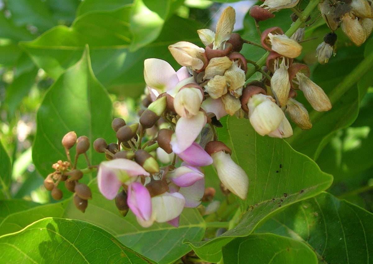 Ungu (Pongamia Pinnata) Medicinal Plant: Healthy Live Plant in Polybag