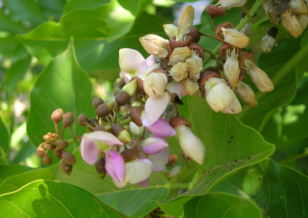 Ungu (Pongamia Pinnata) Medicinal Plant: Healthy Live Plant in Polybag