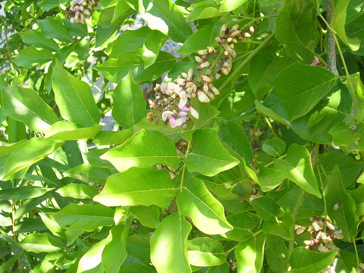 Ungu (Pongamia Pinnata) Medicinal Plant: Healthy Live Plant in Polybag