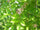 Ungu (Pongamia Pinnata) Medicinal Plant: Healthy Live Plant in Polybag